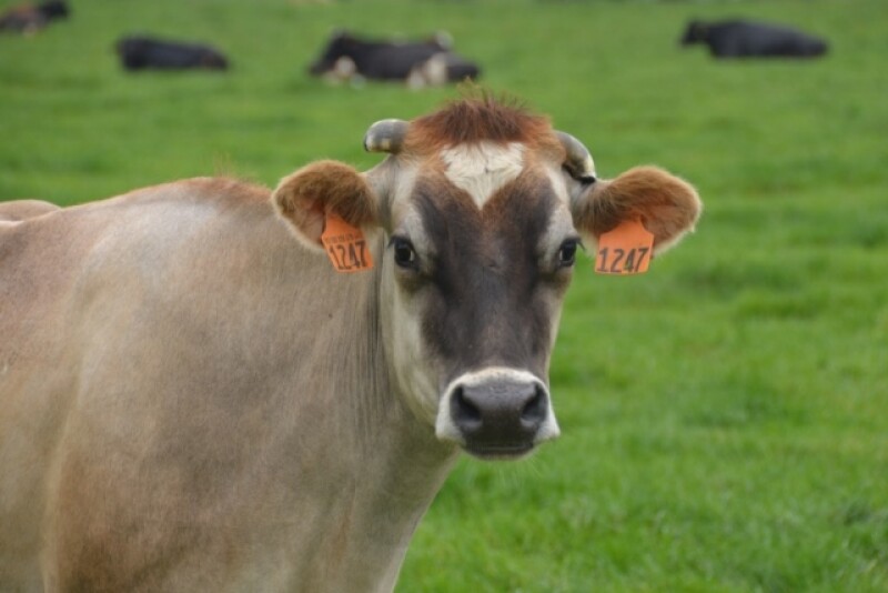 DT_Dairy_Cow_Grass
