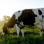 DT_Missouri_Grazing_Dairy_Cow