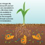 Organic nitrogen (N), phosphorus (P) and sulfur (S) are unavailable to plants. Microbes make nutrients available to plants by converting them to the inorganic form through a process called mineralization.