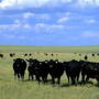 Range cows