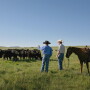 Two men and a horse look over cattle in the field