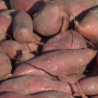 Sweet potatoes.