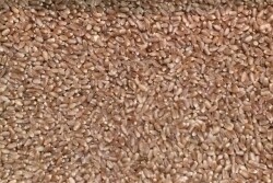 hard_red_spring_wheat_seed