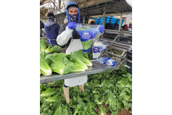 ocean mist lettuce