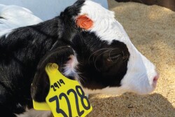 Caustic Paste Calf Holstein_Alycia Drwencke