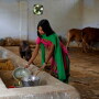 India_Cow_Urine
