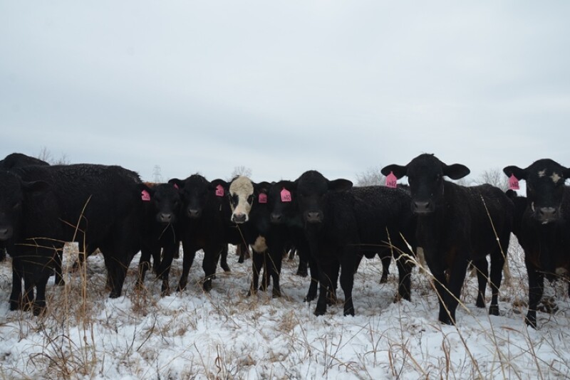 Cattle nutrition needs change in the winter--plan ahead to promote positive gains despite cold weather.