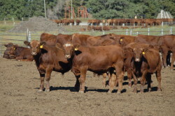 Red Angus dry lot calves