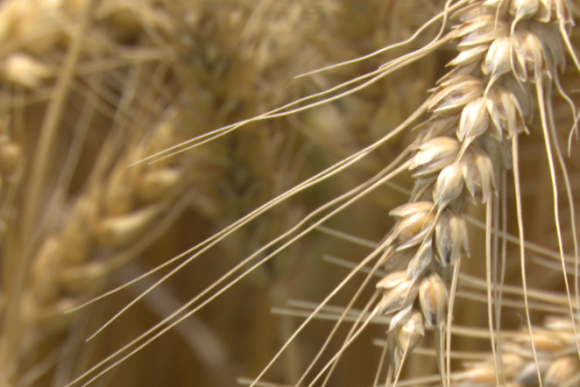 Wheat