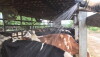 Run sprinklers about one minute—just enough to wet the cows. Shut off for five to 20 minutes to allow cows to dry and cool.
