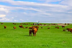 Zeman Ranch