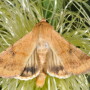 Corn earworm adult 