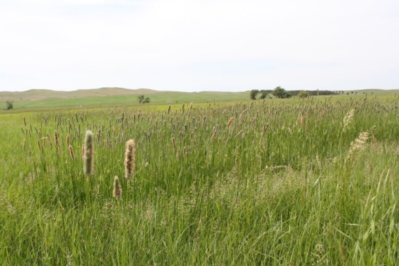 If pasture, rangeland or forage is important to your farm's success, insurance could be a valuable risk-management tool.