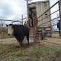 BT_Unloading_Stocker_Cattle