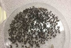 black flies petri dish
