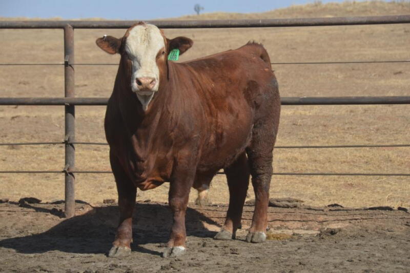 Despite increased beef production in 2018, up nearly 4% so far this year, beef demand has been quite strong and has limited beef and cattle price pressure in the first half of the year.