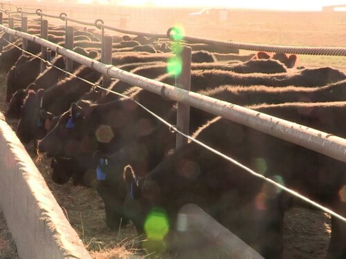 UNL feedlot