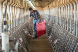 Sows in pens
