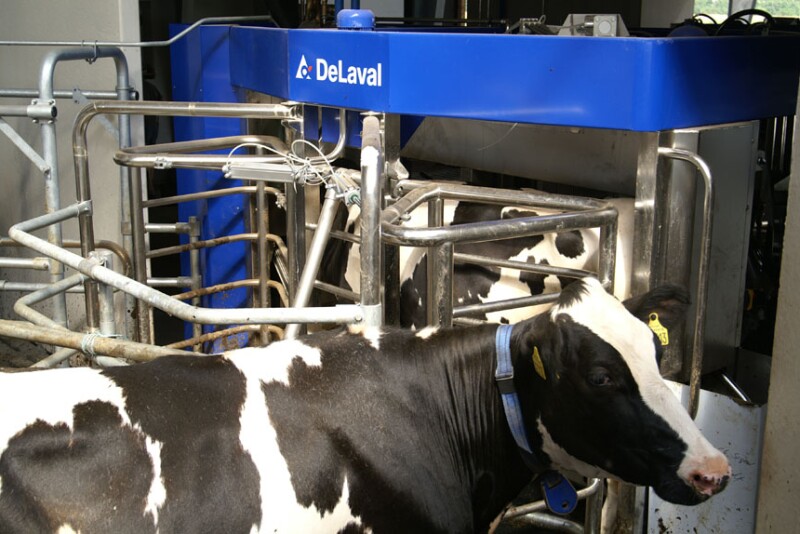 1_cow_waiting_at_the_VMS_-_Copy