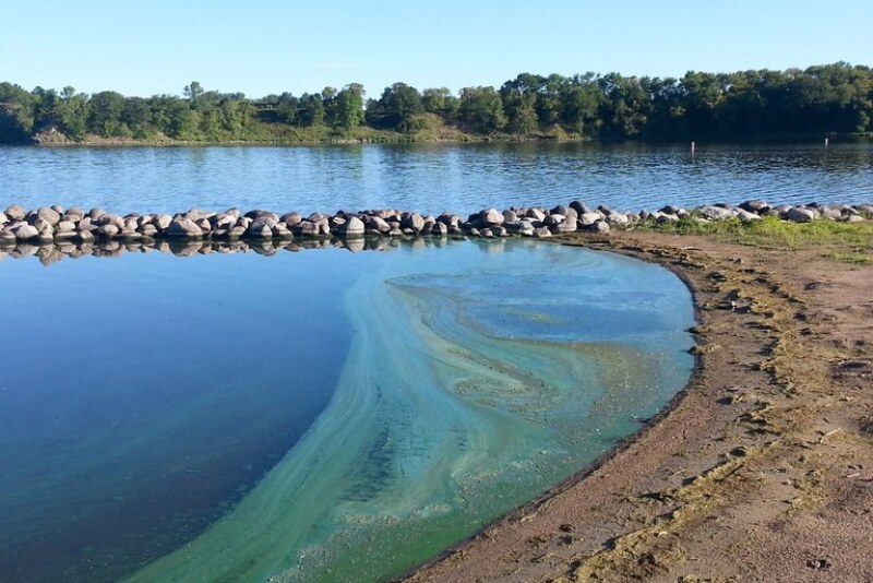 Blue-green algae