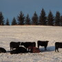Winter_Cows
