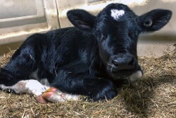 Newborn Holstein calf.