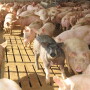The appeal said the farm had complied with the state’s comprehensive regulations and industry-wide best practices. 