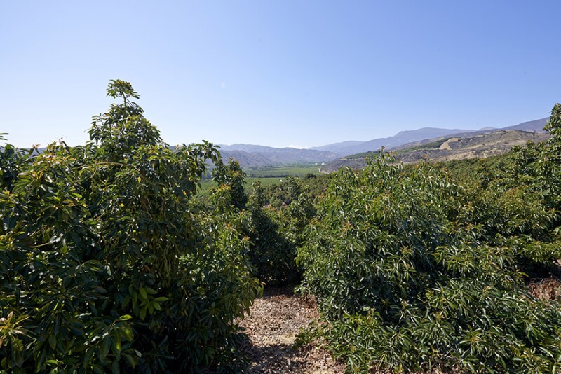 Index Fresh on fall avocado sales