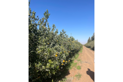salix morocco