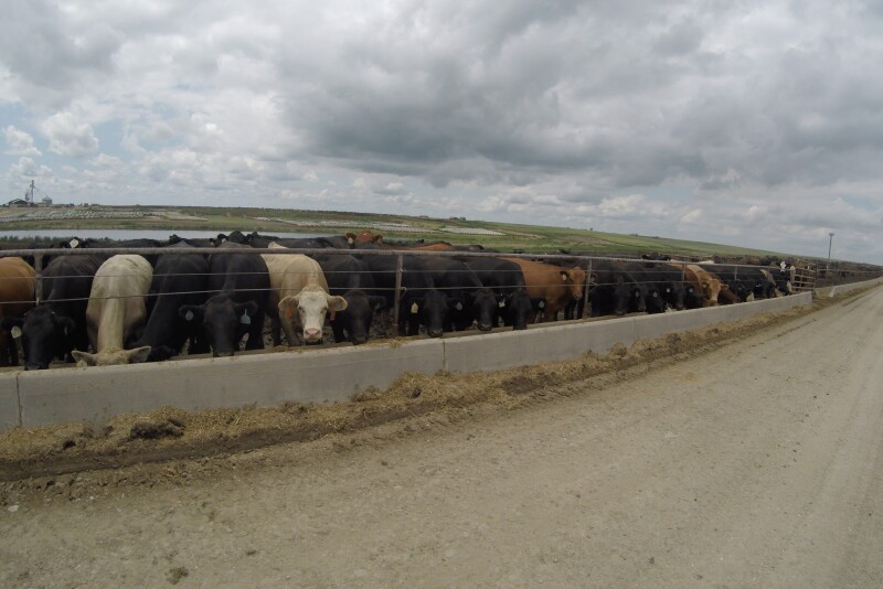 Cattle at a feed bunk in a feedyard. 
