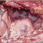 ruminal tympany or bloat feedlot 