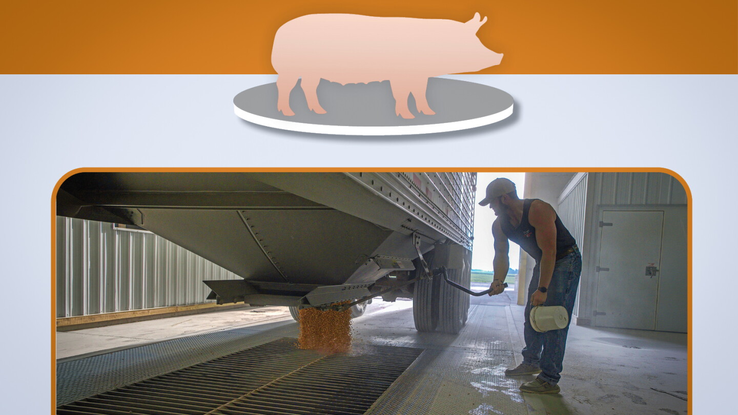 Protect Sow Herds Through Feed Validation