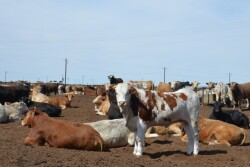 BT_Feedlot_Cattle