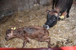 Newborn Jersey Calf