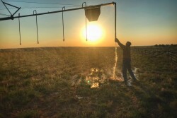  Research suggests using center pivot irrigation systems for cow cooling.