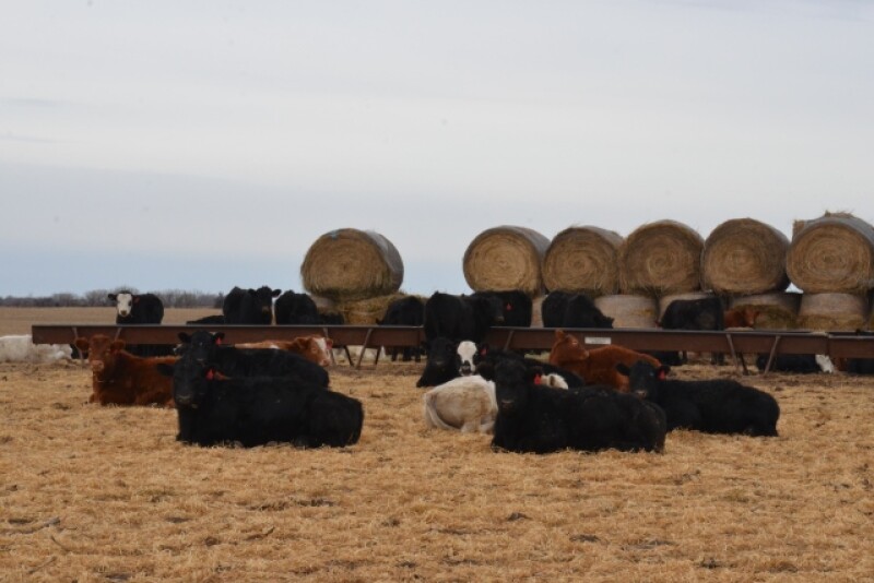 BT_Calves_Winter_Nebraska