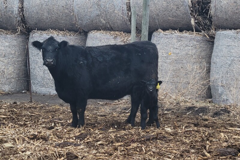 NDSU cow