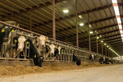 Holstein cows