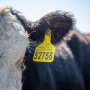 The revised legislative proposals calls for the Secretary to establish five to seven “covered regions” that encompass the entire continental U.S. and that reflect similar fed cattle purchasing practices. 