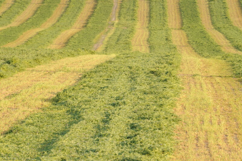 Alfalfa in windrows.