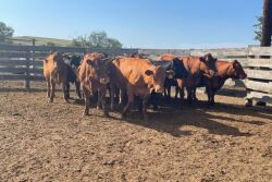 thin cows