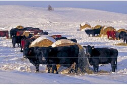 Bale Grazing