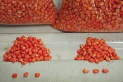 round flat seed