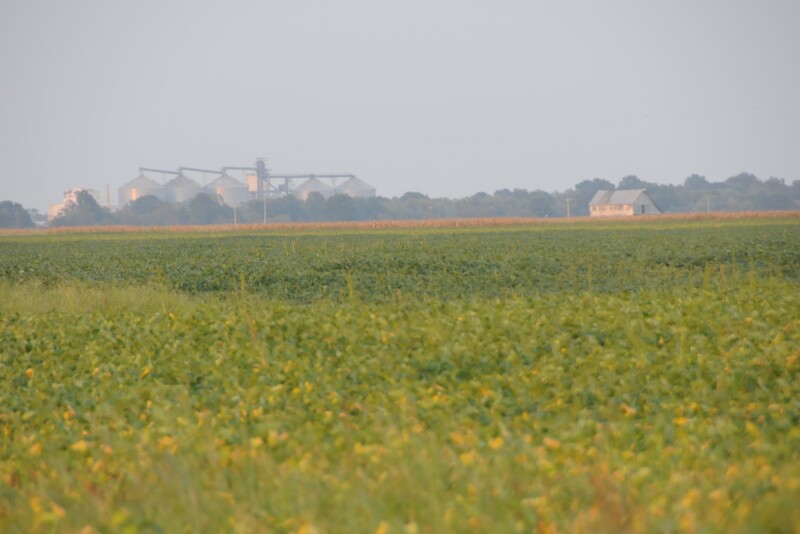 Scout for soybean diseases.