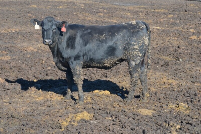 BT_Feedlot_Heifer_Mud