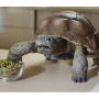 Meet Sheldon, who's not on board with the No Shells concept.