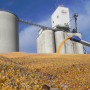 Distillers Grains