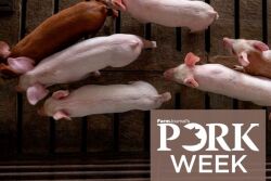 PORK Week pigs in barn