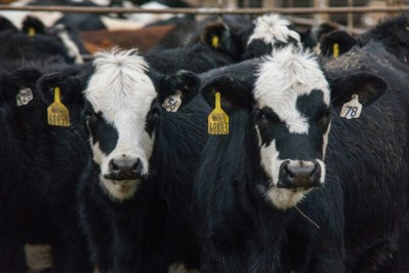 Fed cattle and feeders sold higher