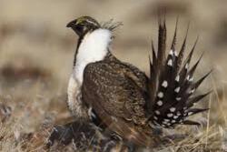 Sage-grouse